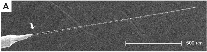 Illustration for article titled Microscopic carbon probe can measure the activity of a single neuron